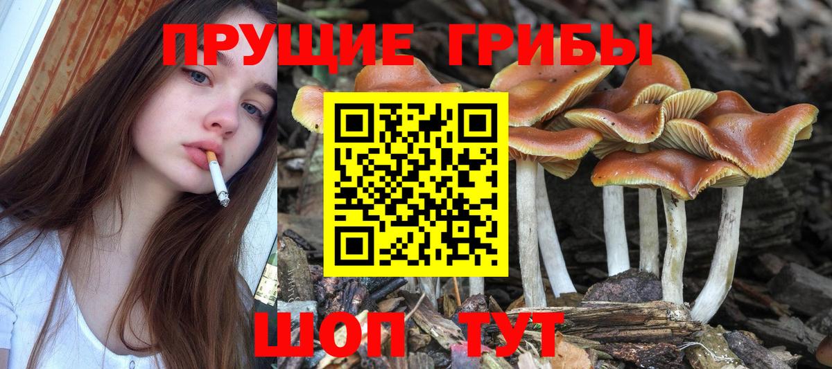 Псилоцибиновые грибы Psilocybine cubensis Алатырь